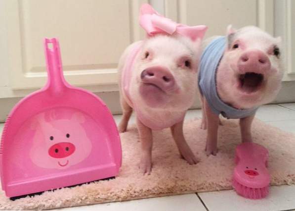 Почему 2 свинки. Две свинки. Свинка с двумя поросятами. Милая Свинка. Свинья модница.